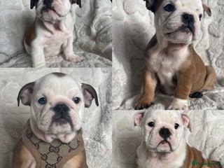 English Bulldog dogs British bulldog puppies - Advert 1