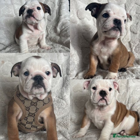 English Bulldog dogs - Advert 18