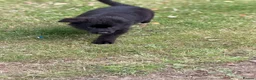 German Shepherd dogs for sale: 🐾 KC Registered German Shepherd Puppies 🐾 - Advert 11