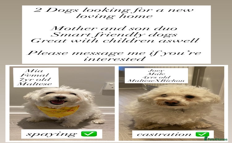 Mixed Breed dogs - Advert 4