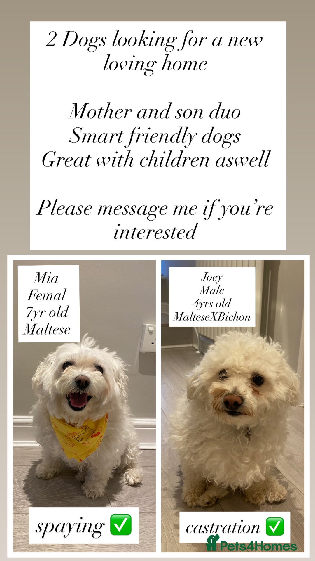 Mixed Breed dogs for sale: 2 dogs looking to be rehomed into a loving family  - Image 1