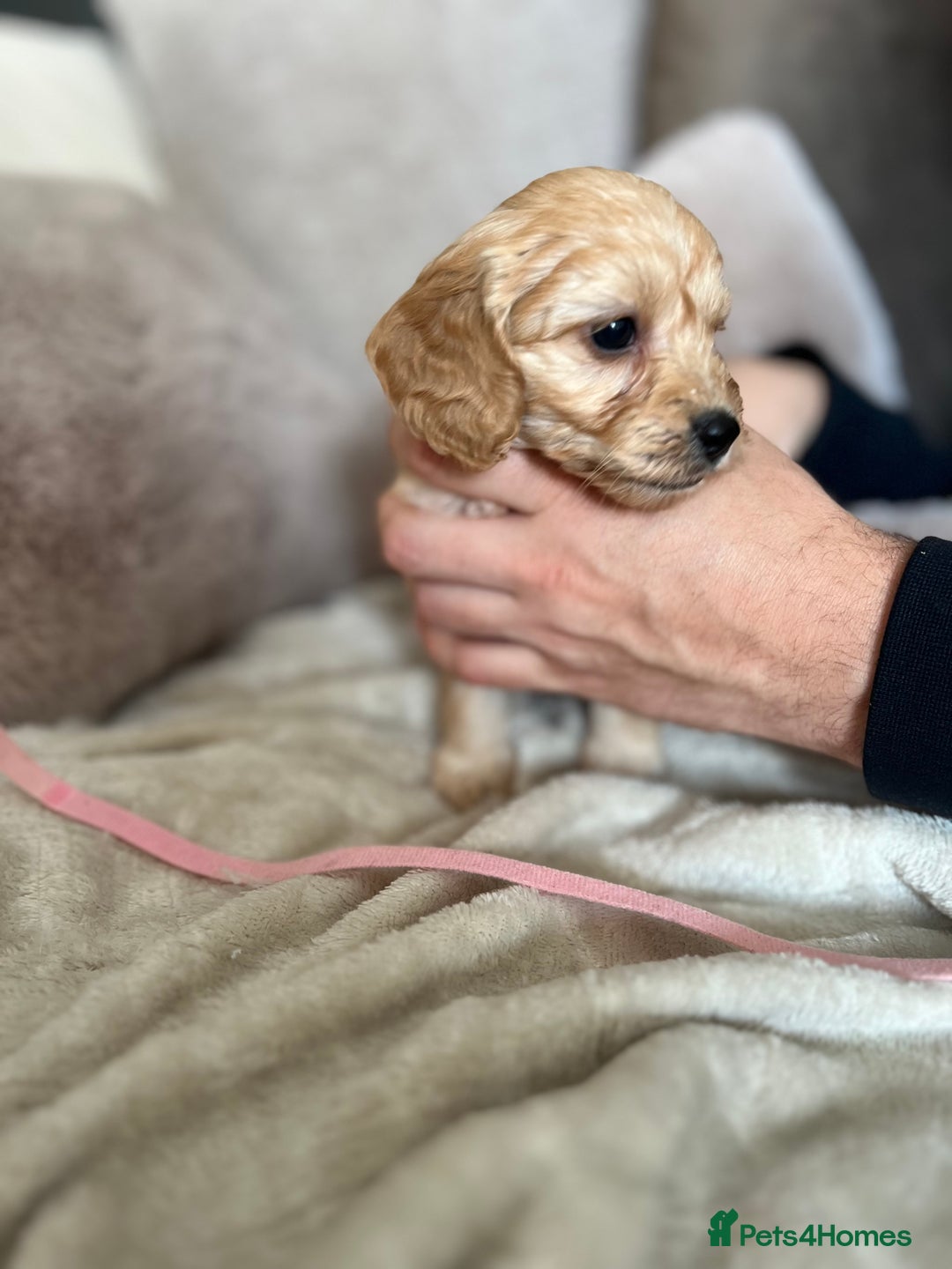 Cockapoo dogs for sale: Cockapoo puppies - Image 8