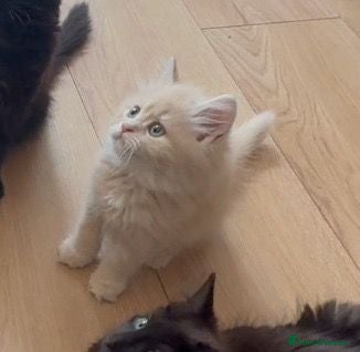 Siberian cats Beautiful Siberian Kitten - Advert 1