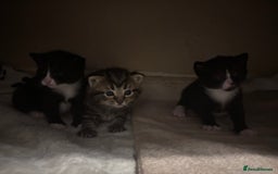 Domestic Shorthair cats for sale: beautiful kittens looking for their forever home - Image 3