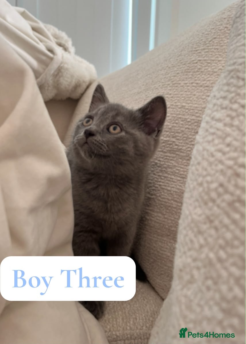 British Shorthair cats BSH Kittens From Champion Bloodline 🏆🐱 - Advert 1