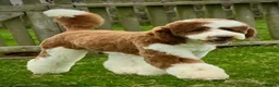 Poodle dogs for stud: Rare Red Tuxedo Moyen Poodle Stud - Advert 10