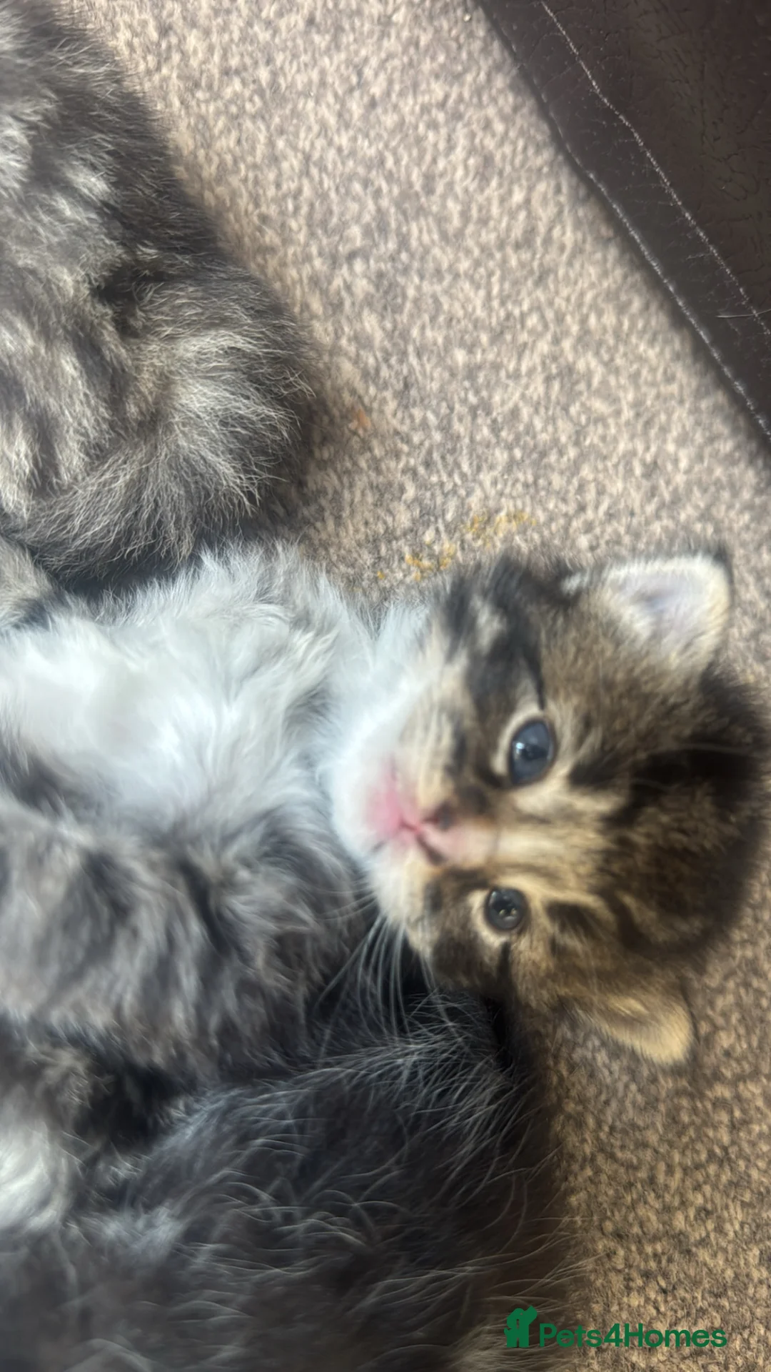 Mixed Breed cats for sale: Kittens available 2 males 2 females - Advert 13