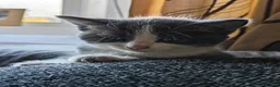 Mixed Breed cats for sale: Adorable Kittens  - Advert 12