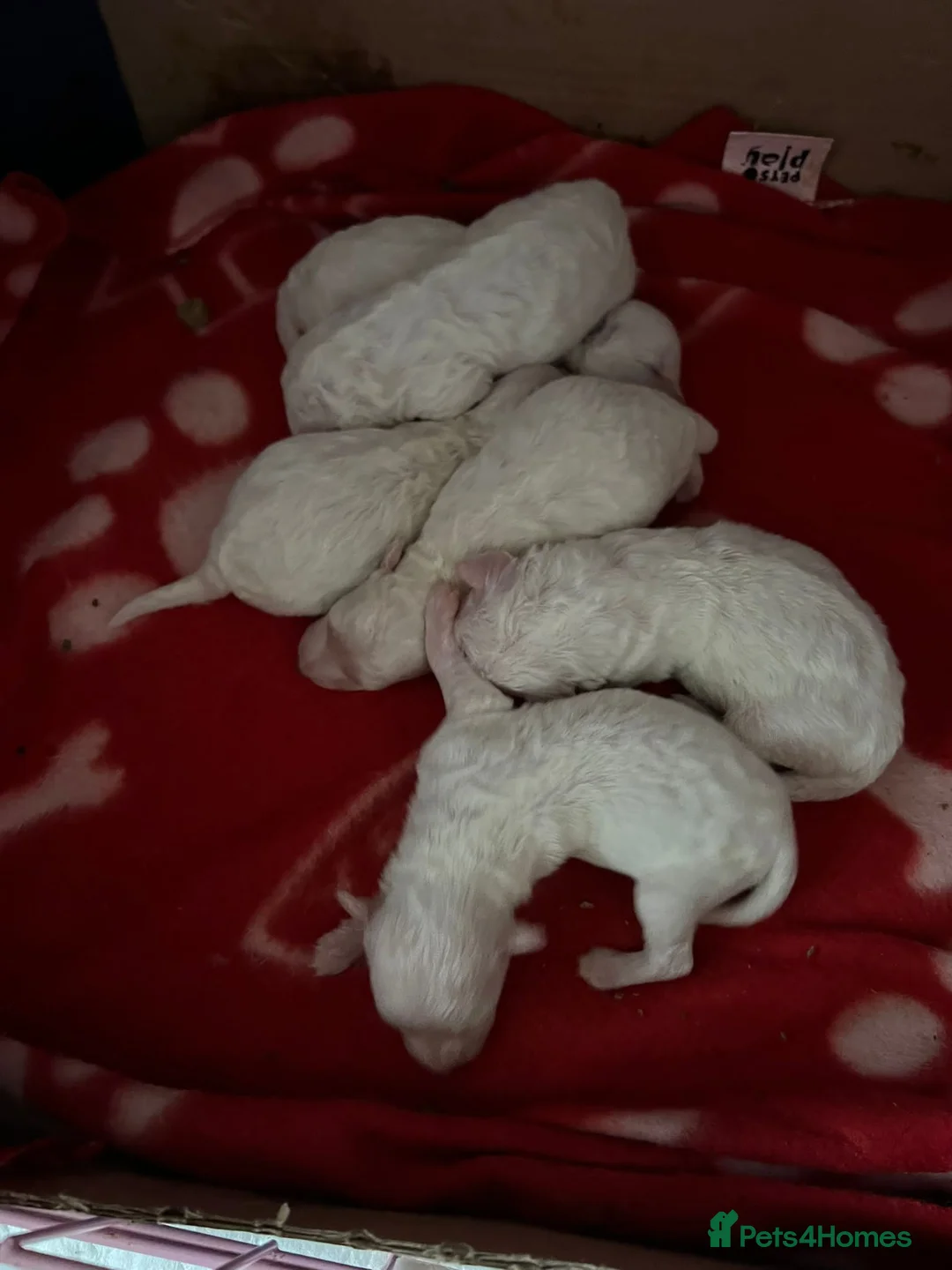 Bichon Frise dogs for stud: Bichon Frise for stud in Milton Keynes - Advert 12