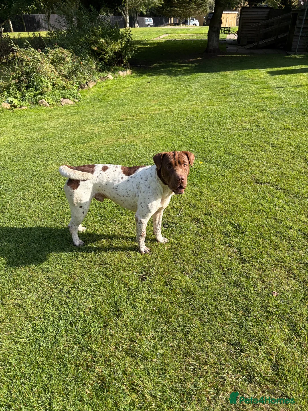 Mixed Breed dogs for sale: Looking for the Best Home - Advert 5