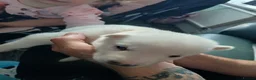 Siberian Husky dogs for sale: Stunning Siberian Husky Puppies – Blue Eyes - Advert 23
