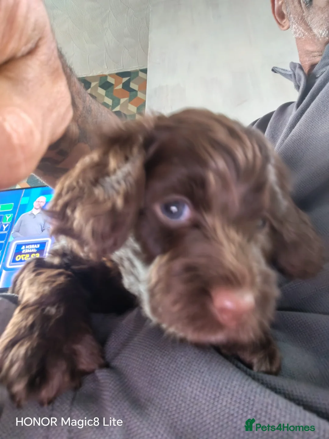 Cockapoo dogs for sale: Beautiful cockapoo puppies  - Advert 2