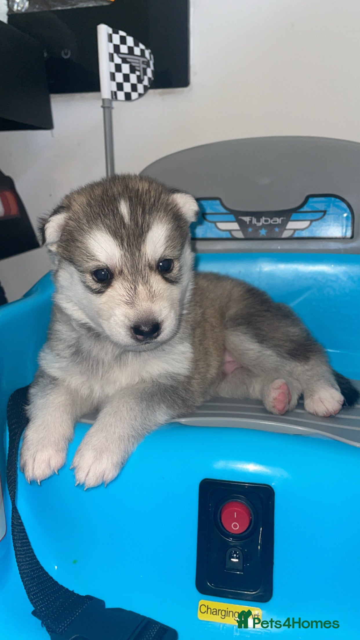 Siberian Husky dogs Husky pups - Advert 5