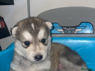 Siberian Husky dogs Husky pups - Advert 5