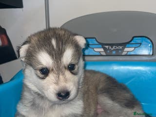 Siberian Husky dogs Husky pups - Advert 5
