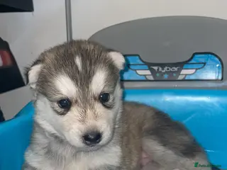 Siberian Husky dogs Husky pups - Advert 2