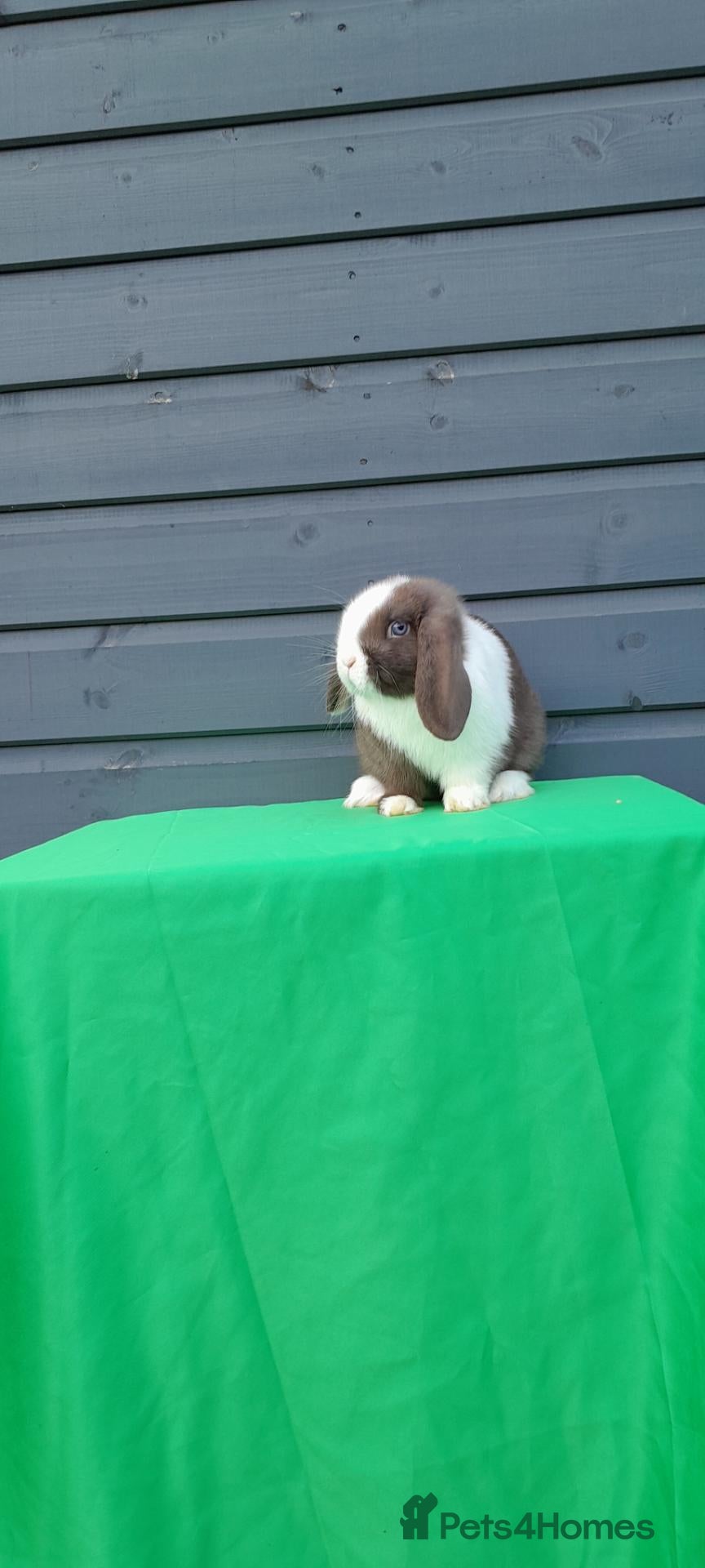 Mini Lop rabbits for sale: Gorgeous mini lop ready to leave - Advert 2