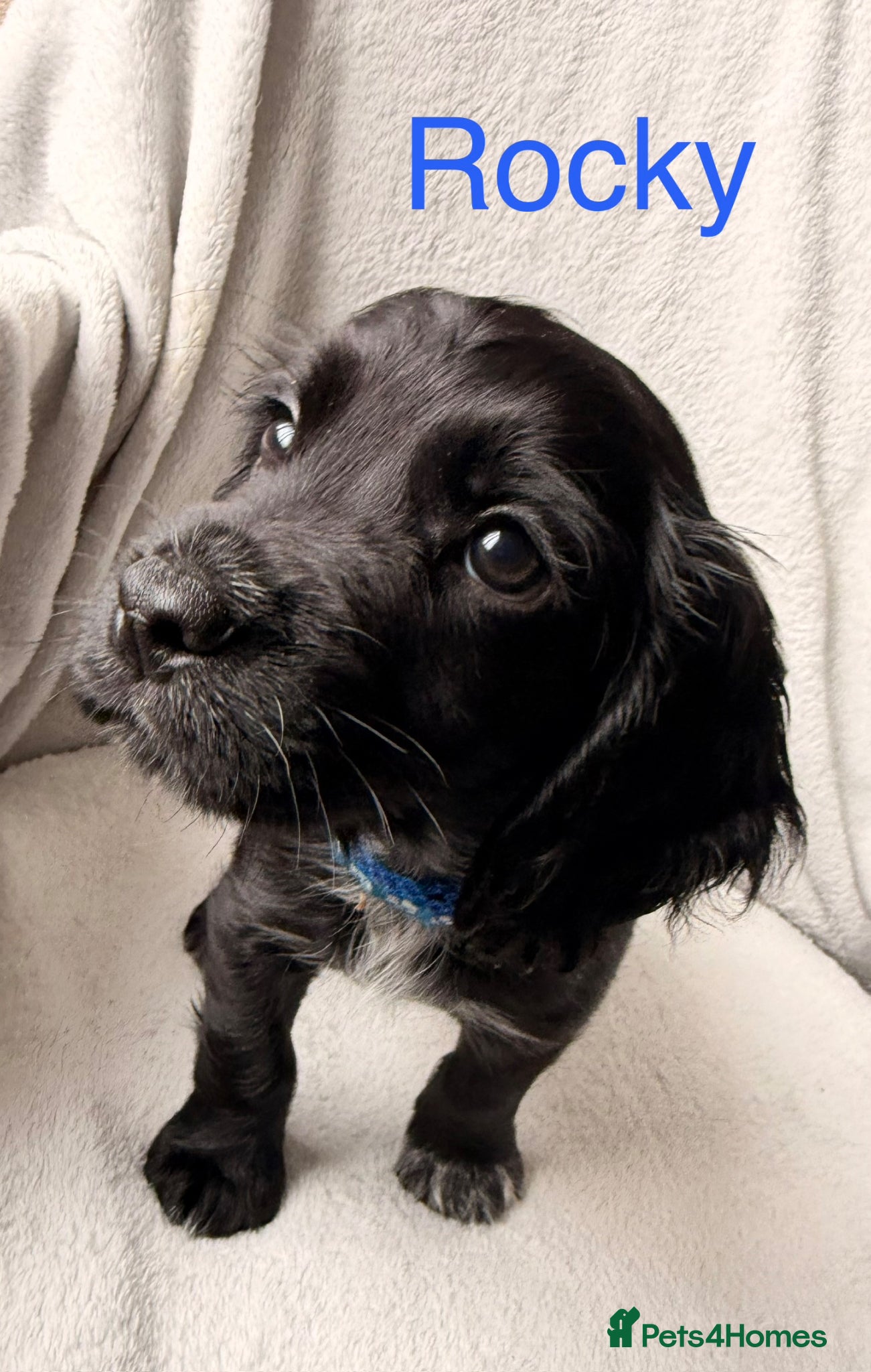 Cocker Spaniel dogs for sale: Working cocker spaniels  - Advert 7