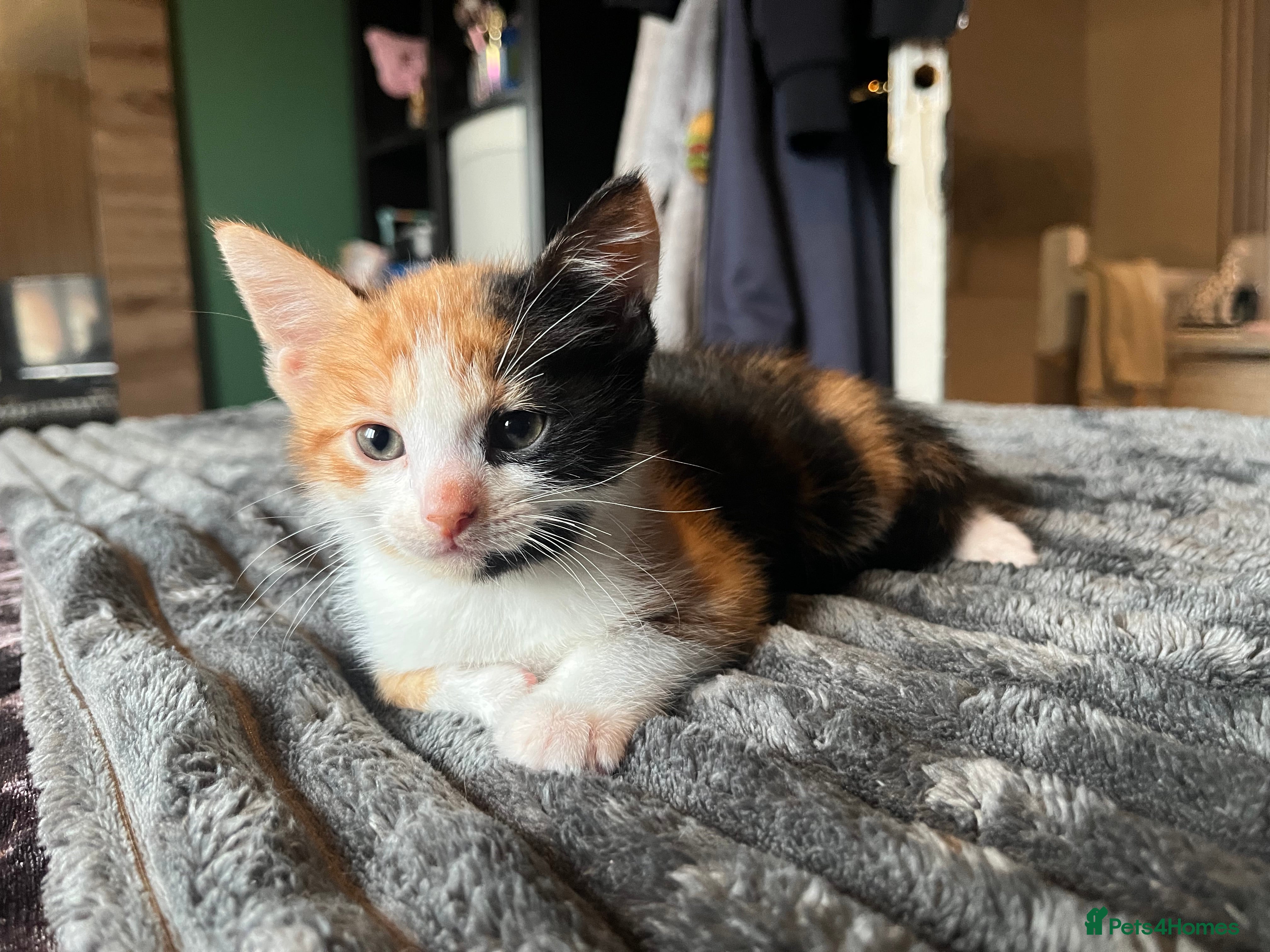 Mixed Breed cats Beautiful tri coloured kittens  - Advert 1