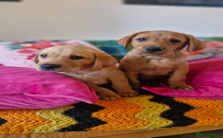 Labrador Retriever dogs - Advert 14
