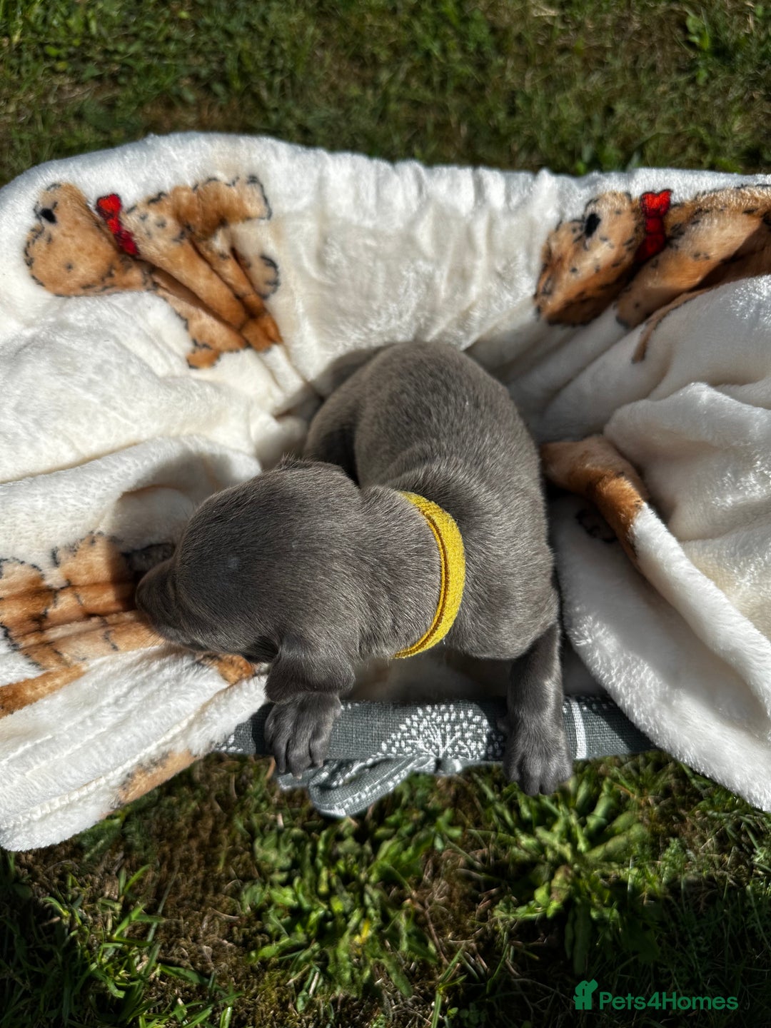 Whippet dogs for sale: READY NEXT WEEK! GORGEOUS WHIPPET PUPPIES - Image 15