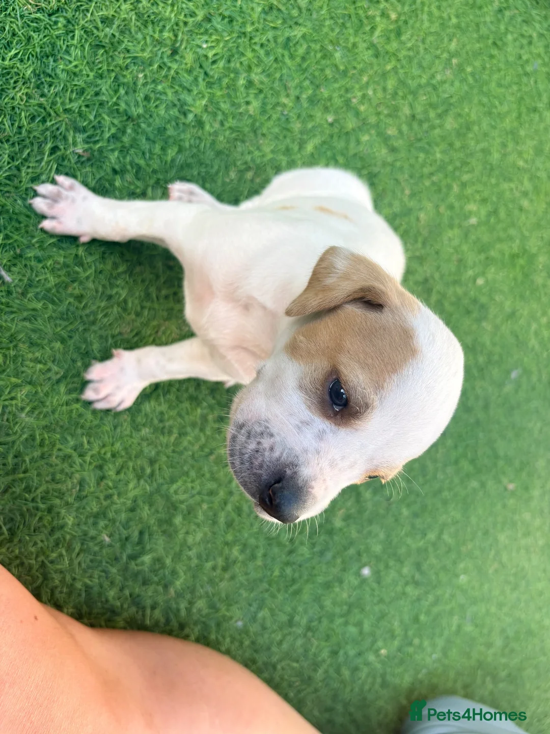 Pointer dogs for sale: Gorgeous English Pointer Puppies - Advert 2