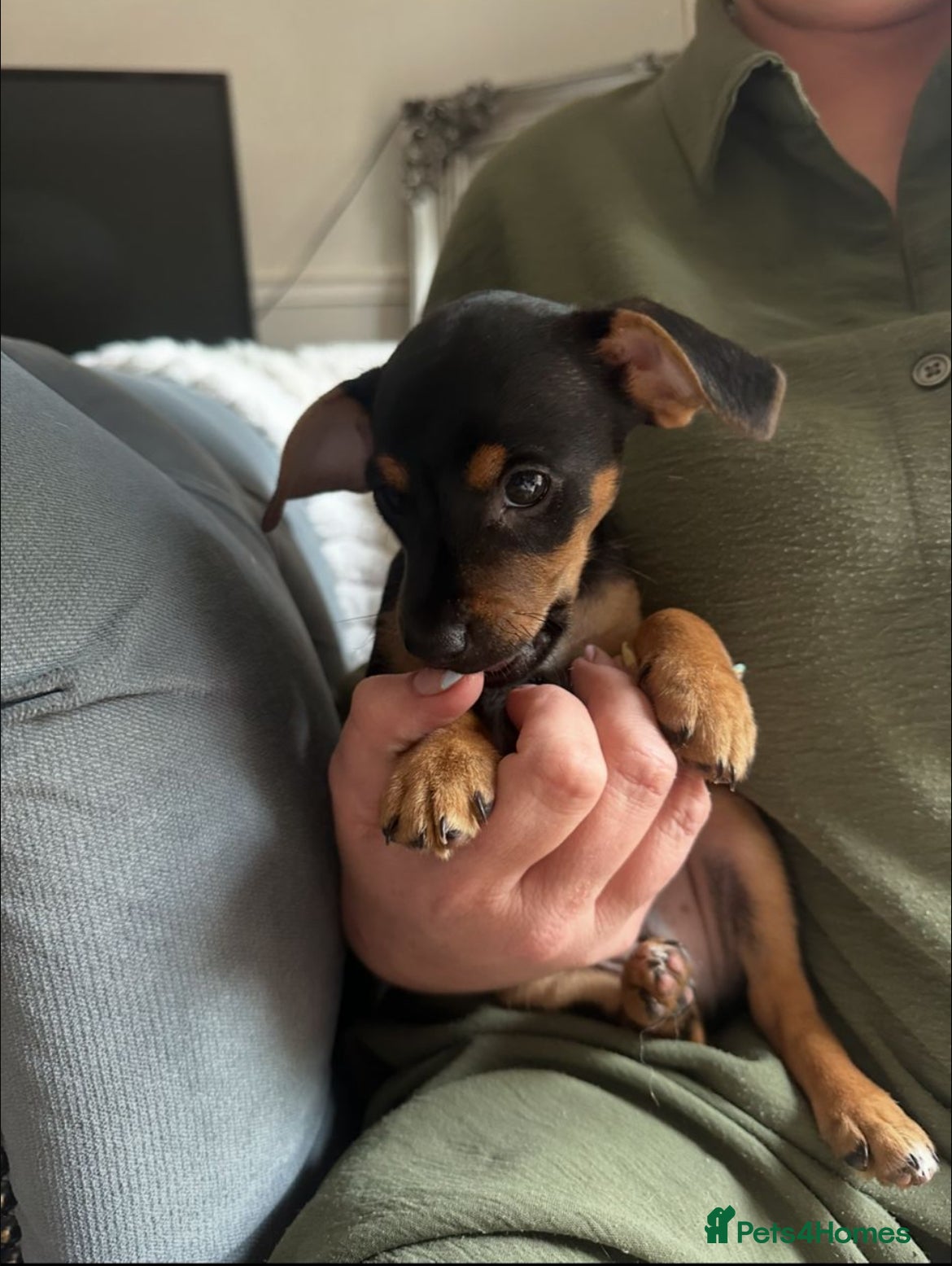 Jack Russell dogs  Beautiful Jack russels looking for loving home - Advert 10