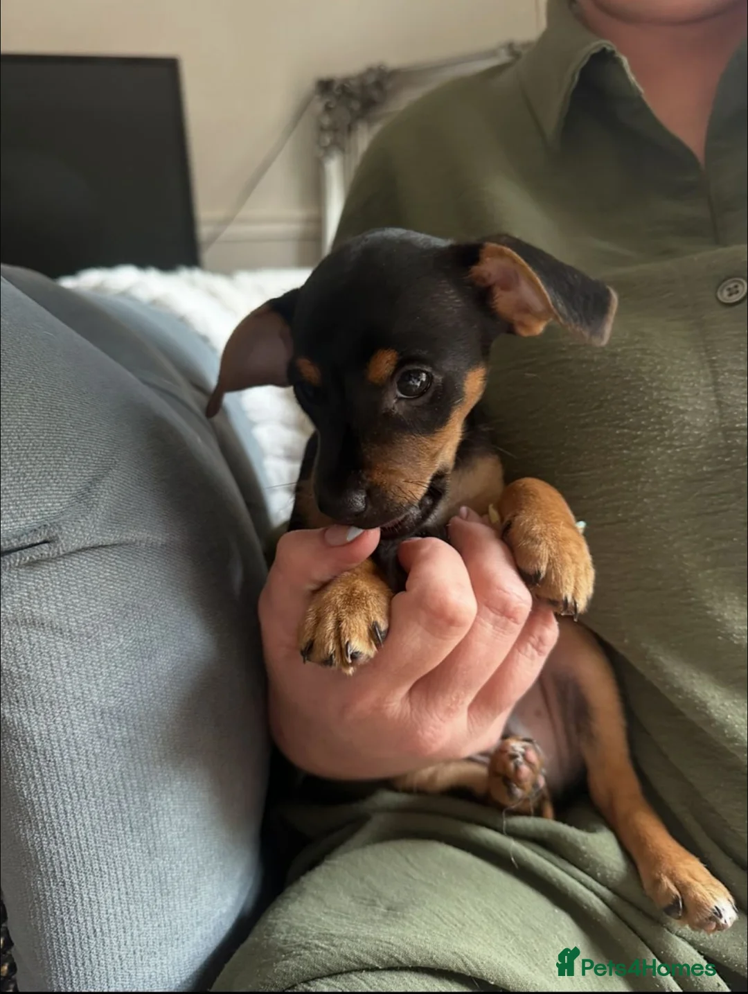 Jack Russell dogs for sale:  Beautiful Jack russels looking for loving home in Erith - Advert 1
