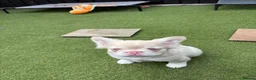 French Bulldog dogs for sale: Fluffy pink French bulldogs - Advert 5