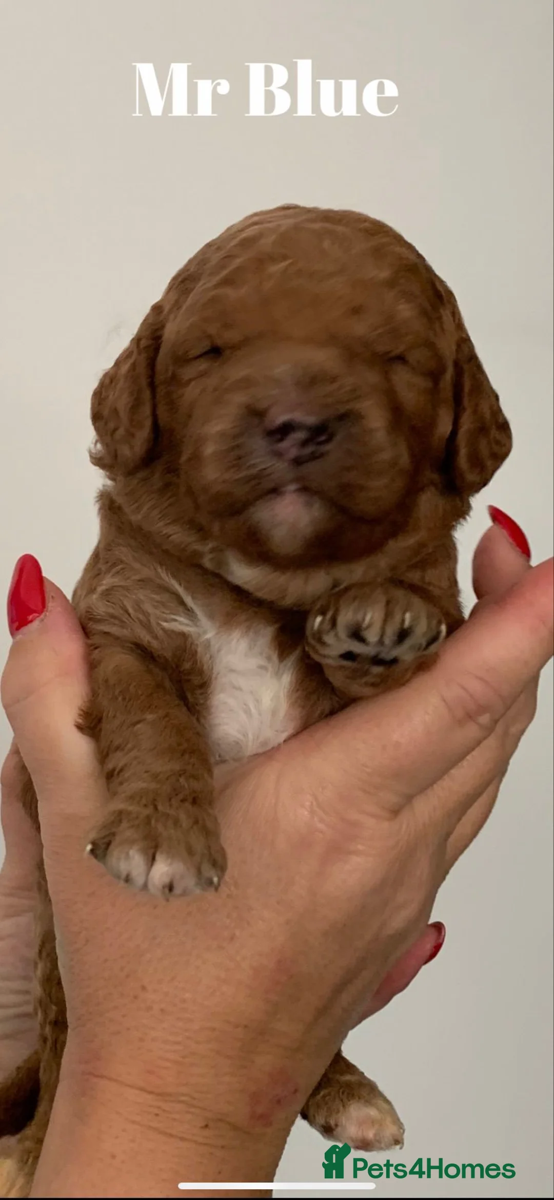 Miniature Poodle dogs for stud: Our Very handsome, charming Red Miniature Poodle  in Warrington - Advert 23