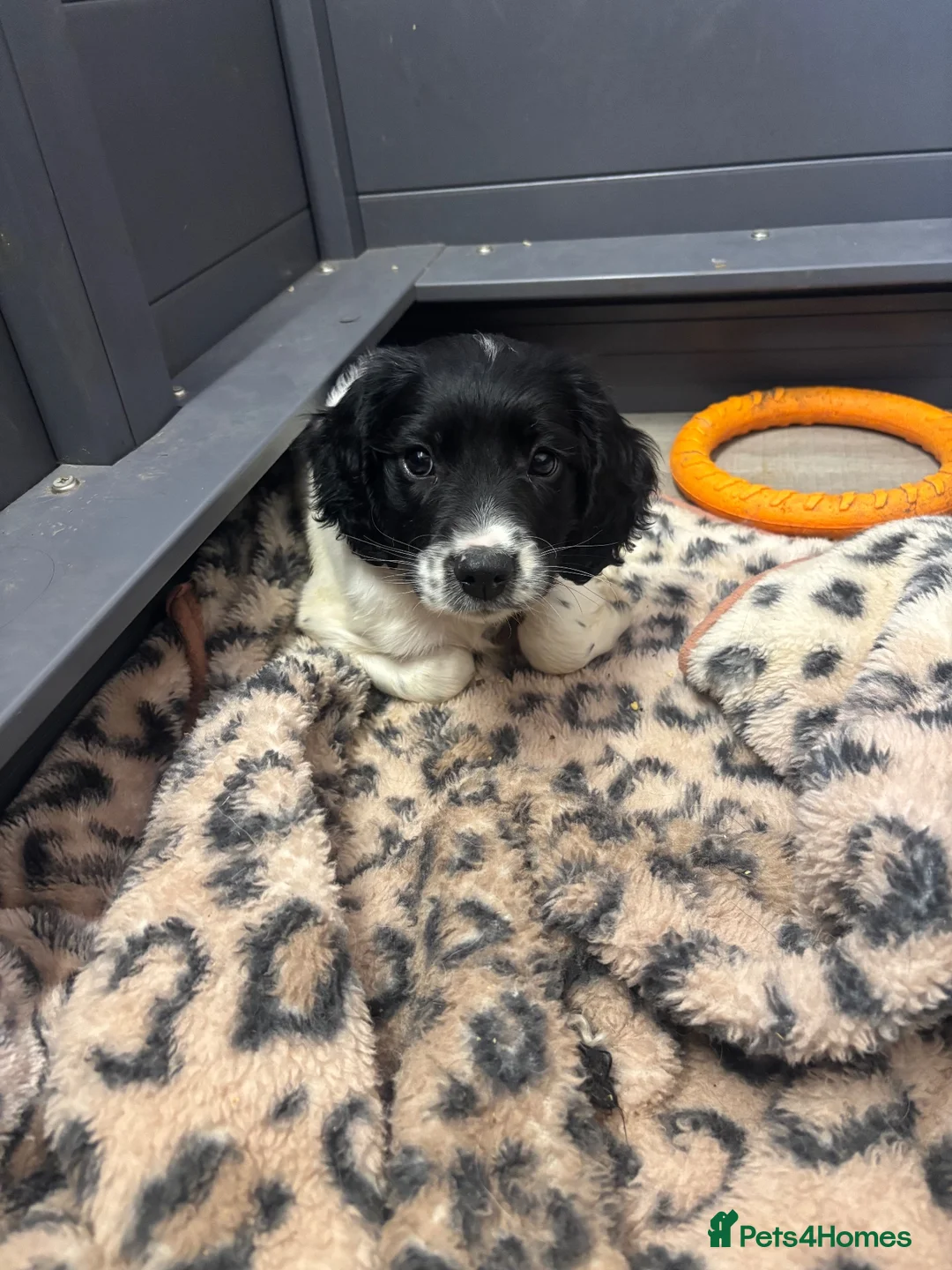 English Springer Spaniel dogs for sale: KC Springer dog pup ready to go  - Advert 1