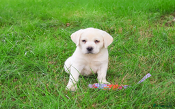 Labrador Retriever dogs for sale: Yellow Labrador Puppy - Image 2