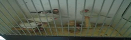 Finches birds for sale: java sparrows for sale in Southsea - Advert 3