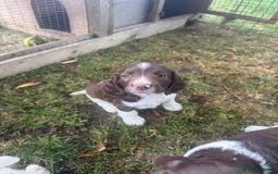 English Springer Spaniel dogs for sale: Stunning springer spaniel puppies for sale  - Image 6