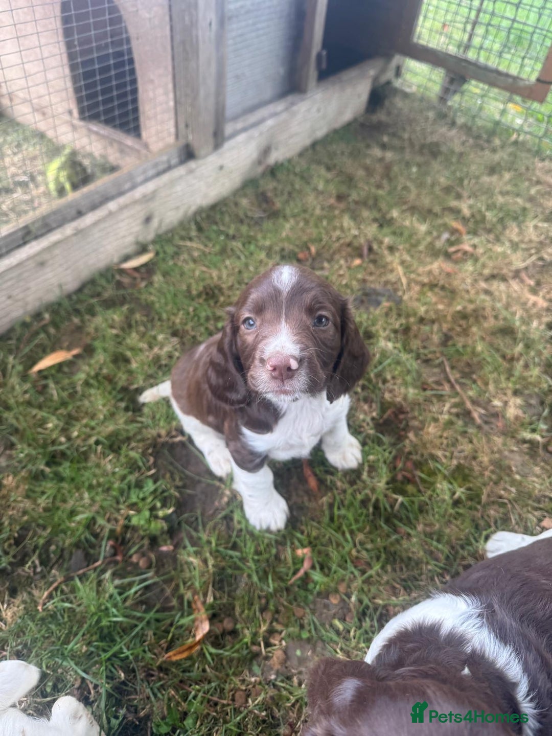English Springer Spaniel dogs for sale: Stunning springer spaniel puppies for sale  - Image 6