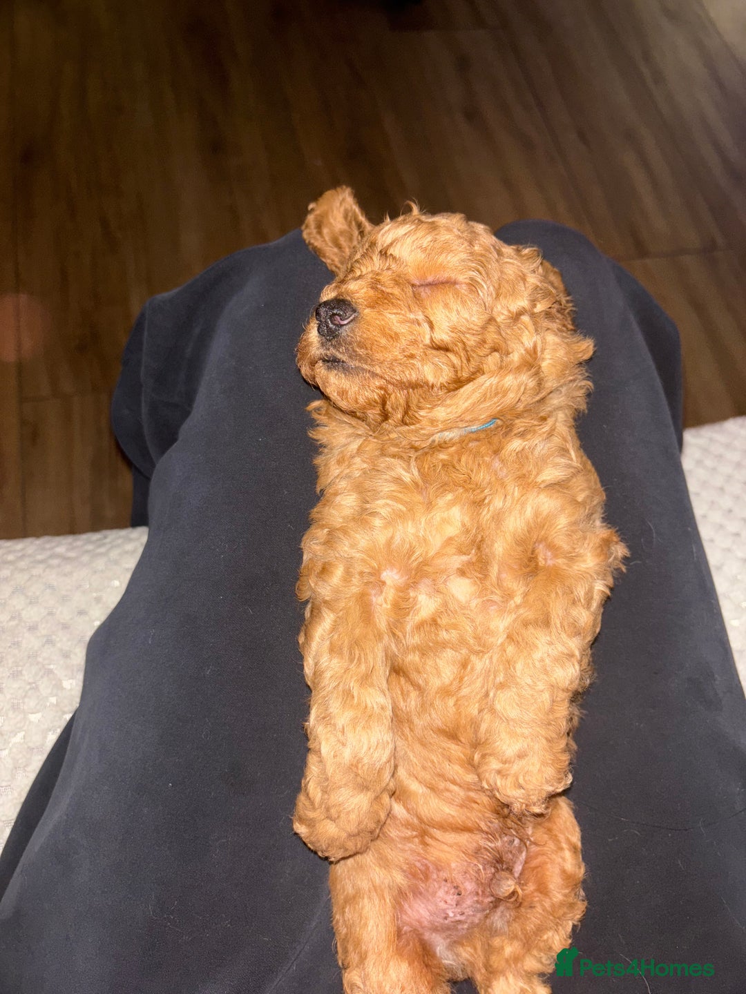 Mixed Breed dogs for sale: X1 beautiful red miniature left (boy)  - Image 8