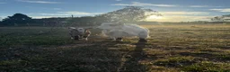 Goats livestock for sale: Pygmy goats- Nannie’s and kids  - Advert 1