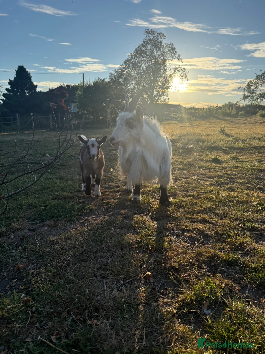 Goats livestock for sale: Pygmy goats- Nannie’s and kids  - Advert 1