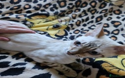 Bengal cats for sale: Snow bengal kittens for loving homes  - Image 39