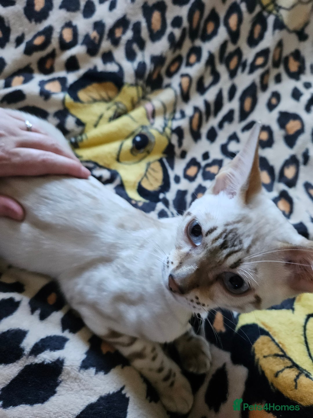 Bengal cats for sale: Snow bengal kittens for loving homes  - Image 39