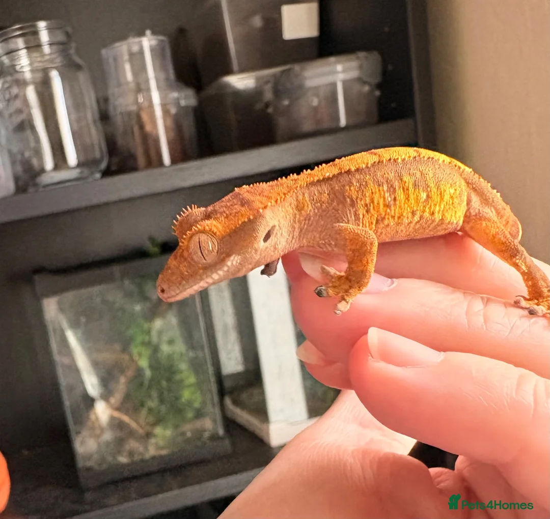 Gecko reptiles for sale: Crested geckos beautiful  - Advert 1