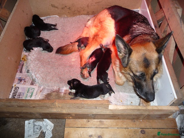 German Shepherd dogs German Shepherd - Advert 1