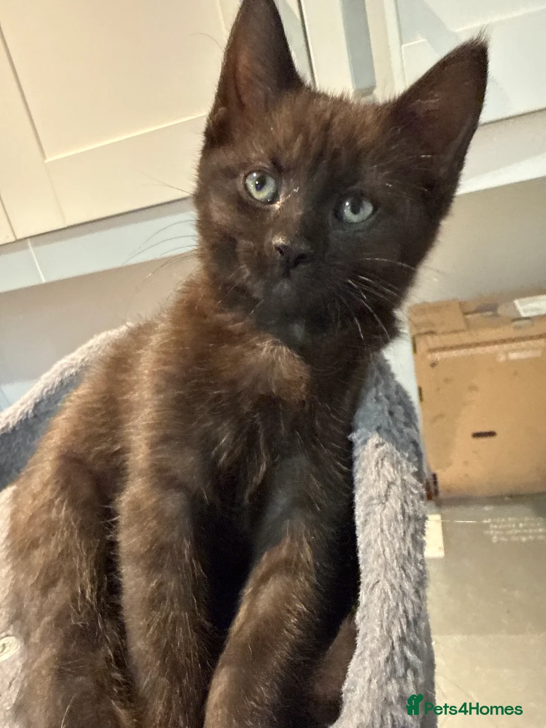 Mixed Breed cats for sale: Mixed breed kittens  - Advert 16