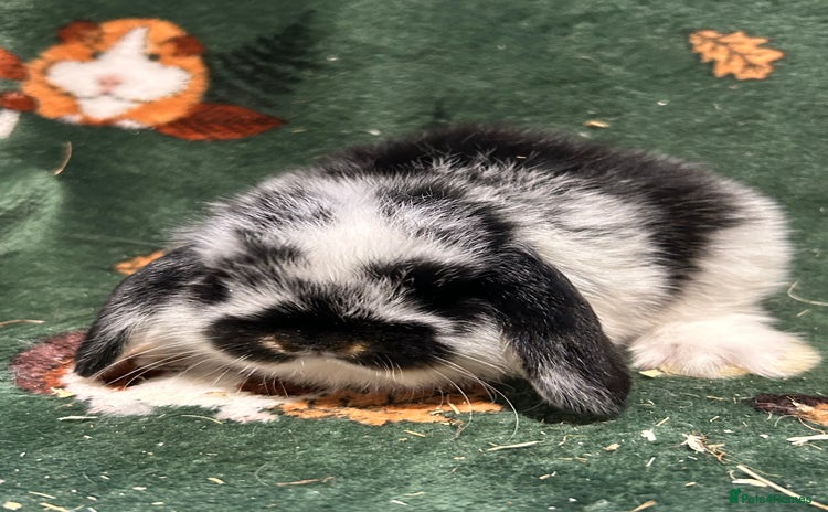 Mini Lop rabbits - Advert 11