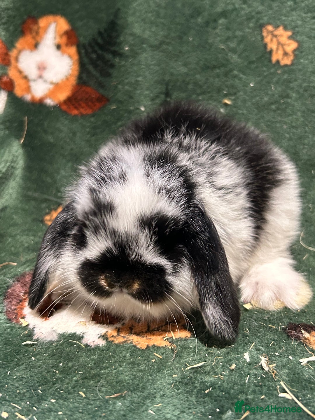 Mini Lop rabbits for sale: Beautiful True to Type Baby Mini Lops  - Image 1