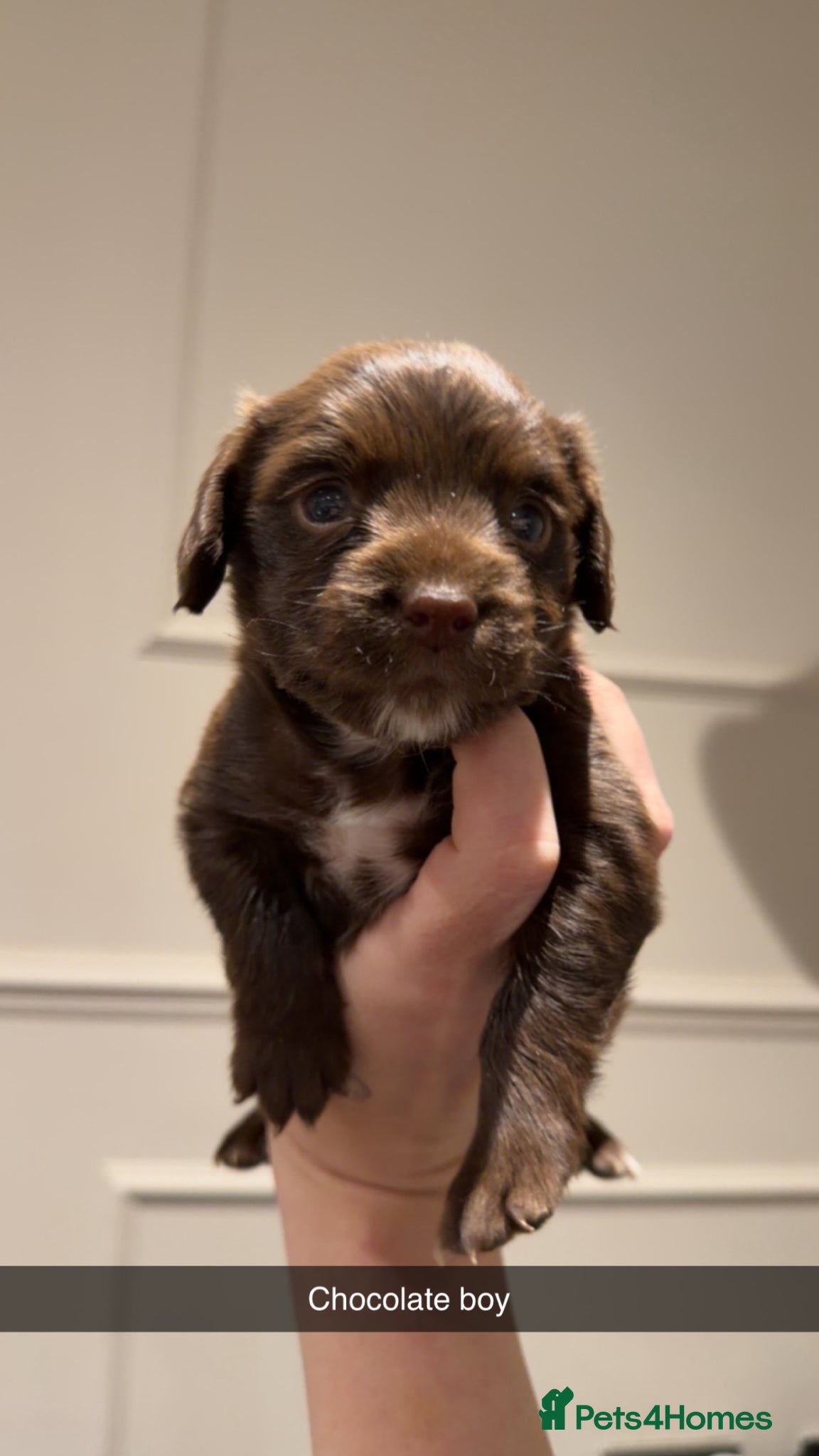Cocker Spaniel dogs Beautiful Cocker Spaniel Puppies  - Advert 1