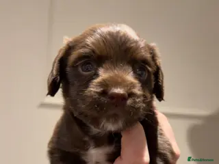 Cocker Spaniel dogs Beautiful Cocker Spaniel Puppies - Advert 5