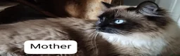 Ragdoll cats for sale: Beautiful Purebred Ragdoll Kittens  - Advert 6