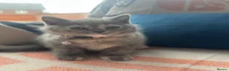 British Shorthair cats for sale: GCCF Registered 2 Kitties Left- Ready to Go - Advert 4