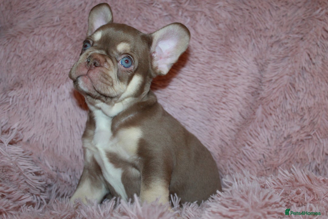 French Bulldog dogs for sale: ULTRA RARE - RAINBOW LITTER NON FLUFFY FRENCHIES - Advert 12